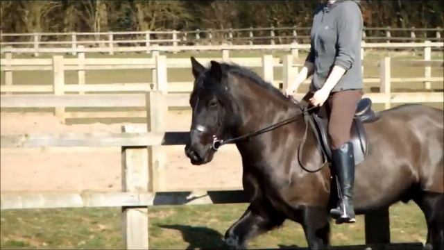 Fell Pony in a AH Saddles Traditional WH Saddle смотреть онлайн