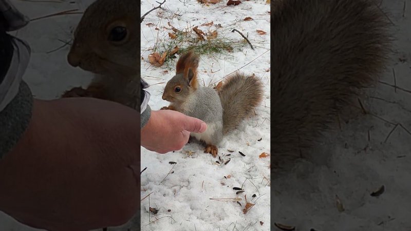 Кормление белки в Нмиц имени Е. Н. Мешалкина