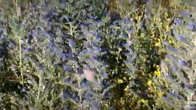 Flowers Steel Soul смотреть онлайн