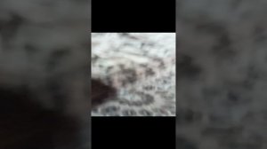 побег от Мисс секл