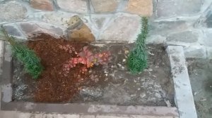 Посадка декоративных растений!(туя,барбарис,тис ягодный)