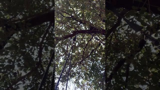 Пророческий Сон об электронных деньгах . смотреть онлайн