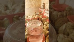 Когда можно садить перепелят на сетку