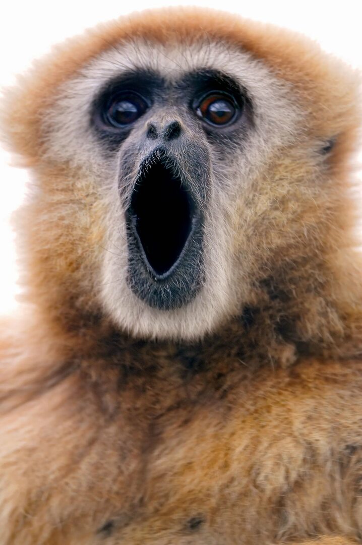 The screaming gibbon / Кричащий гиббон