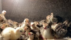 Суточные Индюшата породы Белая и Бронзовая Широкогрудая. 100% Оплод и 100% Вывод Индюшат)