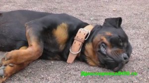 Дрессировка собак, Команда "УМРИ"