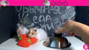 ХОМЯЧКИ ВЫБИРАЮТ ЧЕЛЛЕНДЖ ОБЫЧНАЯ ЕДА ПРОТИВ МОНСТРОВ