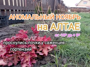 Проснулись почки у метельчатой гортензии. АНОМАЛЬНЫЙ ноябрь на АЛТАЕ ?