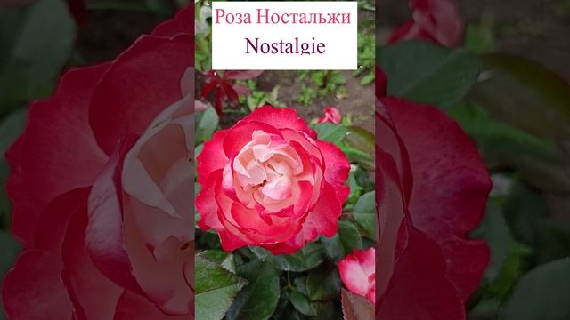 Чайно гибридная роза Ностальжи (Nоstalgi).?