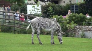 Московский зоопарк - Зебра