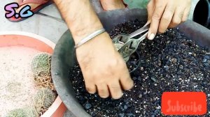 Mammillaria hahniana cactus repoting