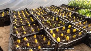 Гиацинты: посадка и уход в открытом грунте