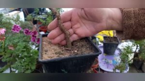 Черенкую аргерантемум.