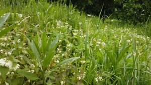 Трава под ногами   яснотка белая