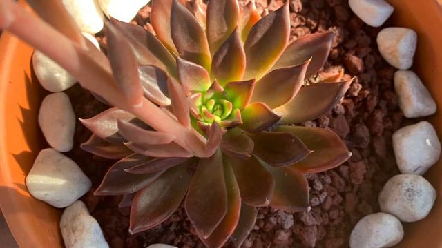 #Planting Succulent cuttings #succulents #planting #succulentsforbeginners #succulentplantpot смотреть онлайн