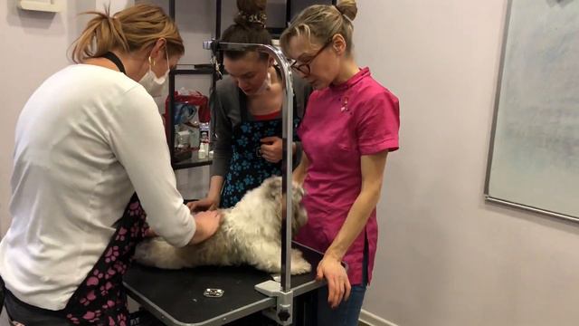 Обучение грумингу в Академии "Арчибальд" смотреть онлайн