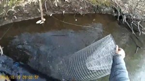 Охота на норку проверка капканов часть 2