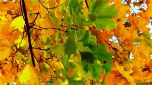 Осень. Пожелтевшие Листья. Красивая Осень. Осенние Видео. Осенние Листья. Футажи для видеомонтажа