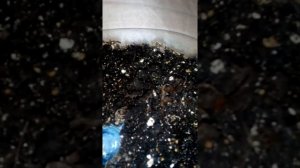 Инжир из косточки. Ураа семена всё таки проклюнулись!!!