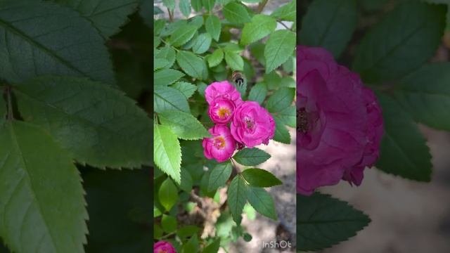 Rose Dinky / Роза Динки #roses #розы #roseflower #dinky #redrose