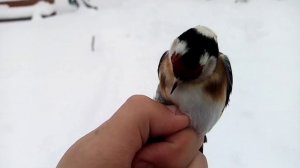 Ловля певчих диких птиц.Щегол,Снегирь. 31.12.2021