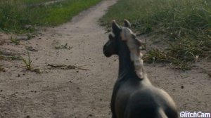 Всё мои schleich/Шляйх фото