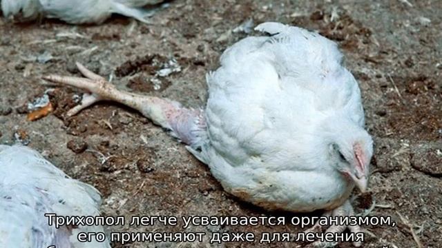 Метронидазол для цыплят - смотреть видео онлайн от «Сделай Себя Лучше ...