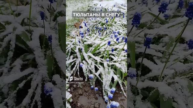 Сад и огород в снегу. Аномальное похолодание в мае.