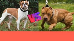 Английский бульдог против Питбуля. English bulldog against Pit bull.