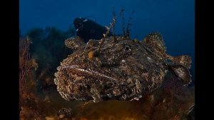 Морской черт, страшная рыба