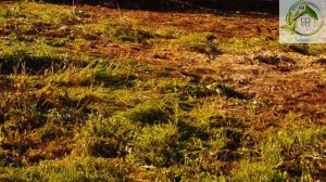 Расчистка участка от травы