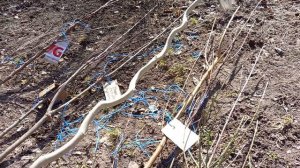 САЖЕНЦЫ ПОЧТОЙ. ПОСЫЛКА ИЗ КРЫМА.