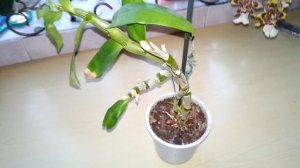 Удачная находка!!! Впервые мне повезло! Состав грунта для дендробиума.