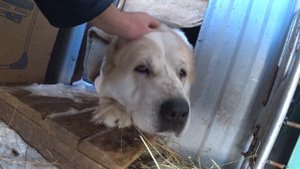 СОБАКА? ДЛЯ ОХРАНЫ? ЧАСТНОГО ДОМА? АЛАБАЙ