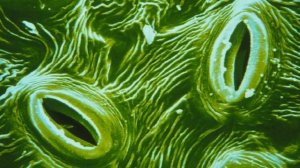 Как дышат растения?