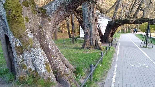 Многовековые сердцевидные липы смотреть онлайн