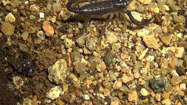 Baby Heterometrus swammerdami catching termites смотреть онлайн