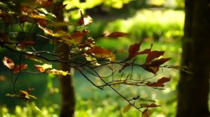 дикая кухня. еда без слов. двадцать пятый выпуск. хрустящие стейк-роллы