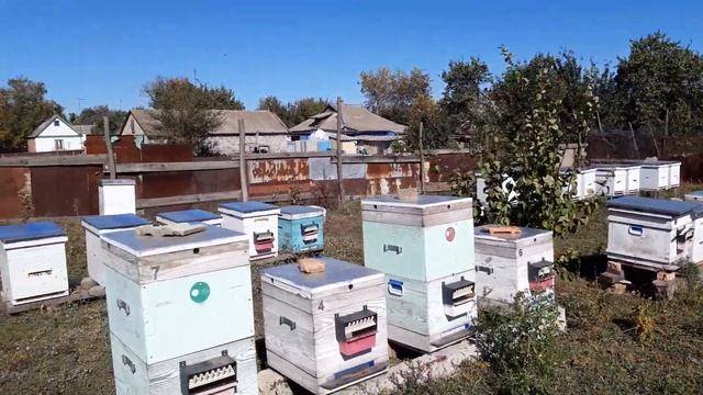 состояние пасеки. начал сборку гнезд. убрал верхнее утепление. смотреть онлайн