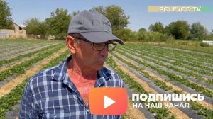 ВЫГОДНО ЛИ ЗАНИМАТЬСЯ КЛУБНИКОЙ?! #клубничныйбизнес #клубника