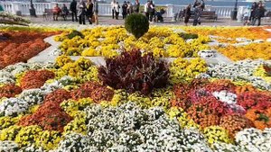 Бал хризантем