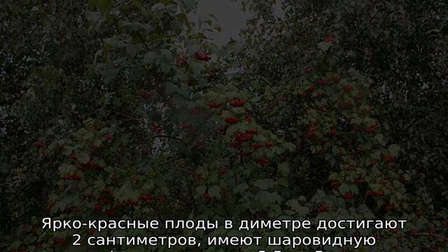 Боярышник обыкновенный — описание