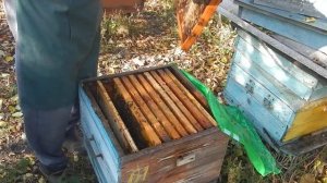 Матка в изоляторе  с сентября что дальше