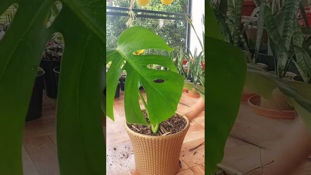 How to Transplant water rooted Monstera plant to Soil