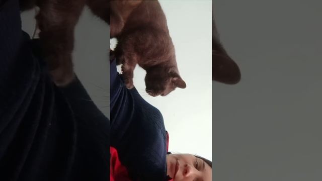 кошка делает массаж живота смотреть онлайн