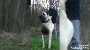 Гампр против Кангала.Кто кого?