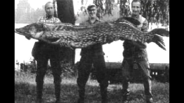 САМАЯ КРУПНАЯ ЩУКА БОЛЕЕ 80 кг Щука монстр смотреть онлайн