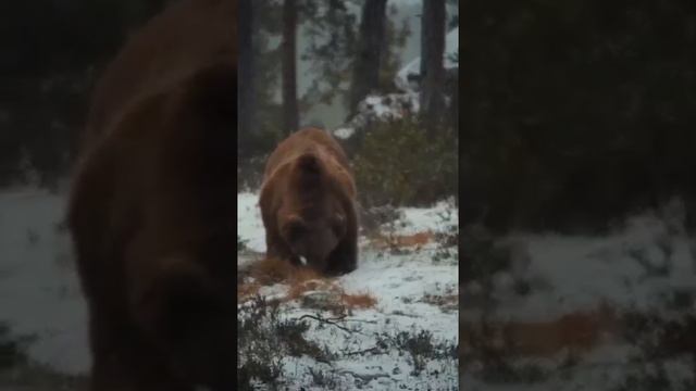 Медведи очень быстрые...