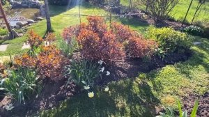 Древовидные пионы в моем саду. Выращивание и уход.