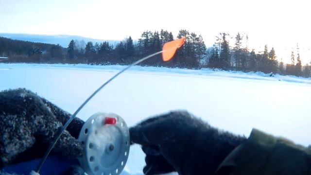 15.01.2023. Чусовая. Хаски. Жерлицы. смотреть онлайн